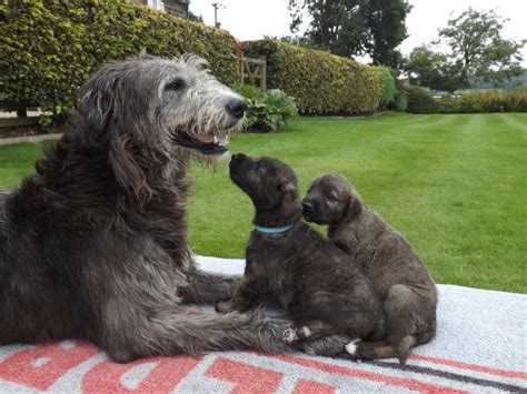 Irish Wolfhound Puppies For Sale | Dallas, TX #250836