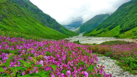 Valley of Flowers Trek 2024 - Uttarakhand - Cost, Itinerary, Photos ...