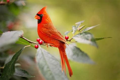 Red Cardinal Biblical Meaning - The Cardinal Symbols of Faith (2019)