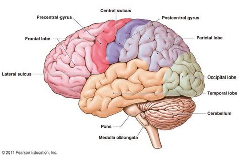 Sulci Of The Brain