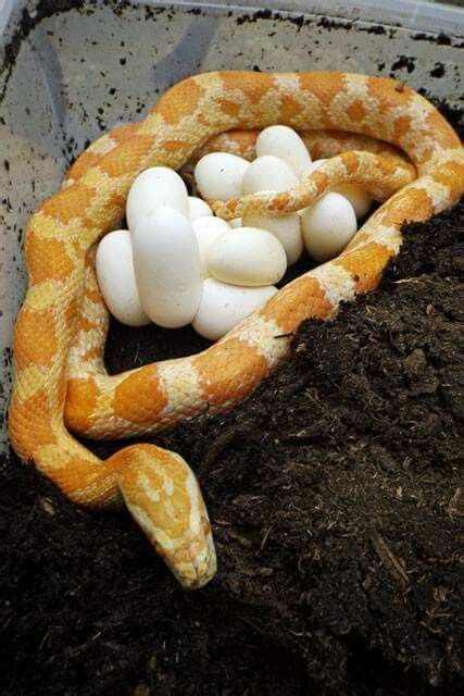 Garden Snake Eggs - Home And Garden Decoration