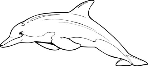 Dolphin Coloring Pages 2 | Coloring Pages To Print