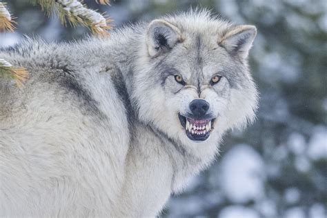 Grey Wolf Headshots Portraits Winter Snow Sony A1 ILCE-1 Fine Art ...