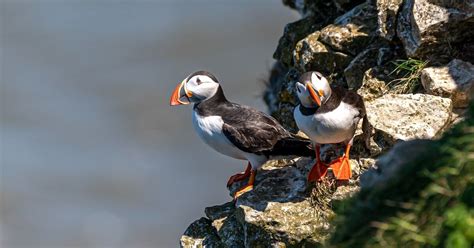 Why Baby Puffins Are Thrown Off Cliffs in Iceland Every Year