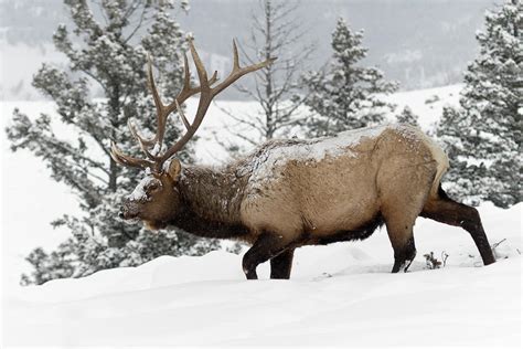 Hard times... Elk in winter Photograph by Ralf Kistowski - Fine Art America