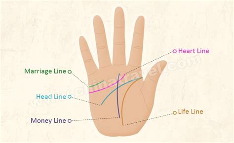 Palm Reading Marriage Line Guide