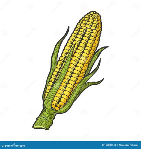 Corn Maize Sketch Engraving Vector Illustration Stock Vector - Illustration of color, sweet ...