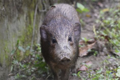 Virus lockdown for world’s smallest and rarest wild pigs