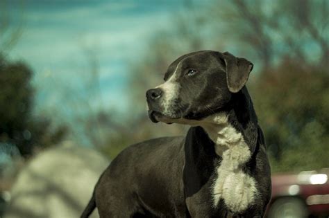 Dober Pit (Doberman & Pitbull Mix): Info, Pictures & More | Hepper