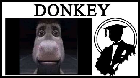 Why Is Donkey Staring? - YouTube