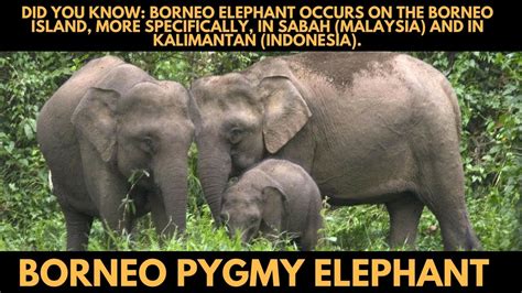 Borneo Elephant habitat skills diet and fun facts for kids All you need ...