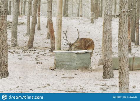 A Stag Deer is Drinking Water in Forest Stock Photo - Image of scenic, horn: 228871296