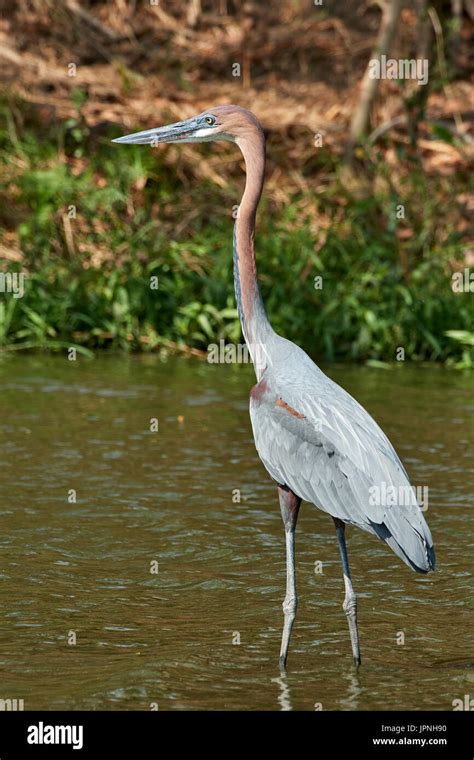 Goliath Heron (Ardea goliath) standing in shallow water fishing Stock ...