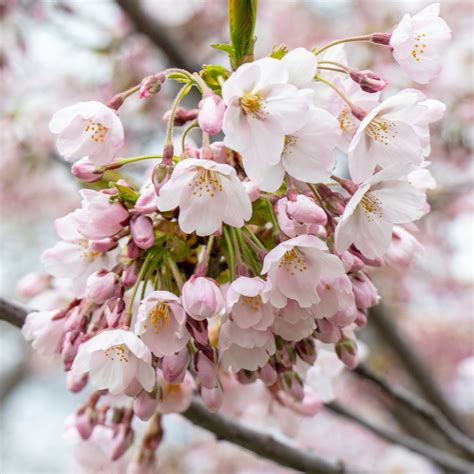 Trinity Bellwoods Park Cherry Blossom : Toronto Canada 5th May 2020 A Woman Takes Photos Of ...