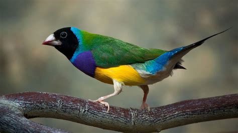 Animales Gouldian Finch Fondo de Pantalla Tropical Birds, Exotic Birds ...