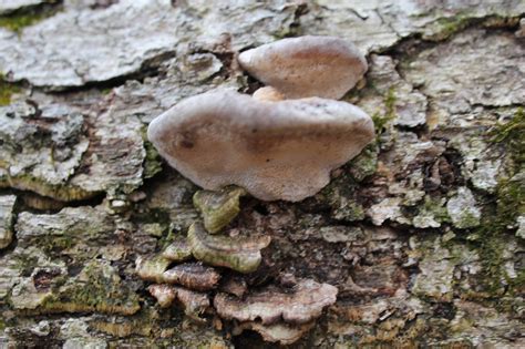 Polypore ID - Mushroom Hunting and Identification - Shroomery Message Board