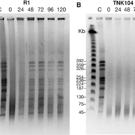 (PDF) Preserving Genome Integrity: The DdrA Protein of Deinococcus radiodurans R1