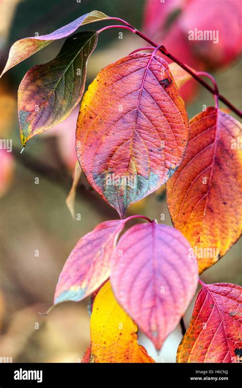 Cornus alba Sibirica autumn leaves colorful Cornus autumn Stock Photo ...