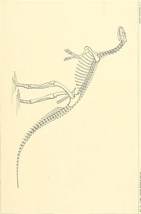 Image from page 344 of "The dinosaurs of North America" (1… | Flickr