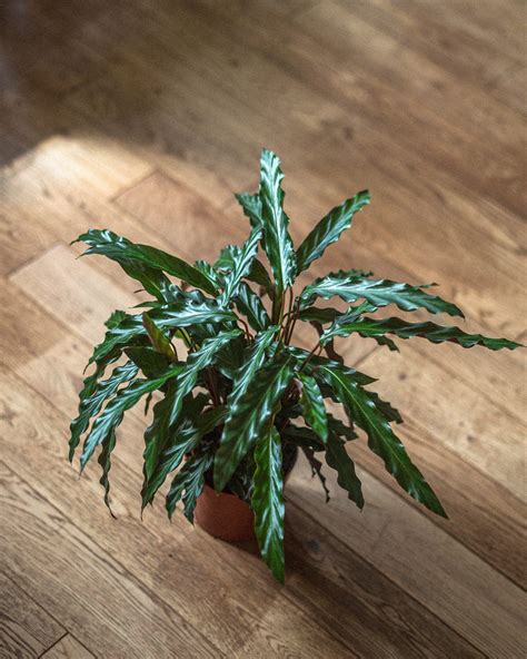 Calathea Rufibarba Care Guide (Water & Propagation Tips) | Calathea ...