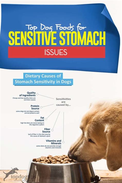 The Best Dog Food for Dogs with Sensitive Stomachs