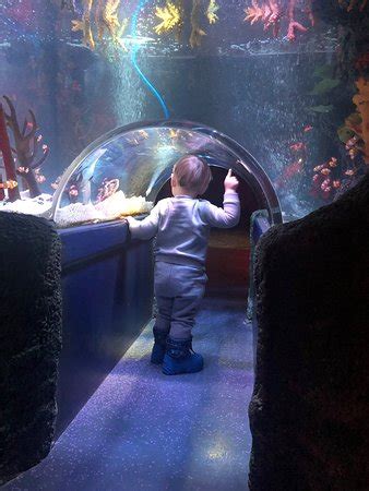 Istanbul Sea Life Aquarium - 2019 All You Need to Know BEFORE You Go (with Photos) - TripAdvisor