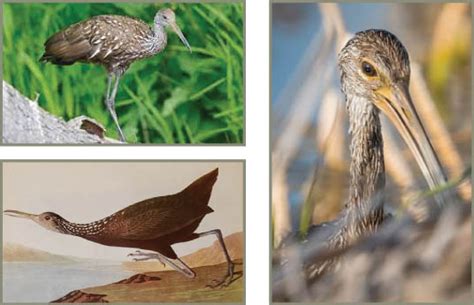 limpkin photos - Rachel Carson Council