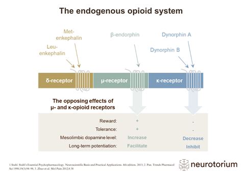 The endogenous opioid system - Neurotorium