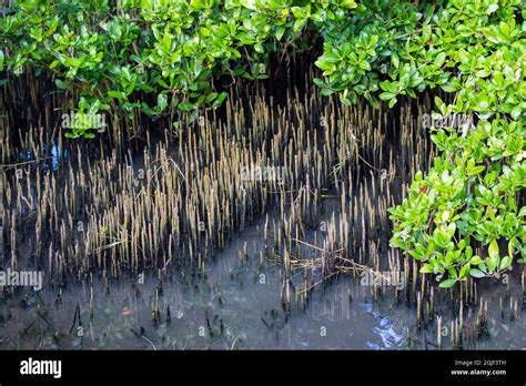 Black mangrove (avicennia germinans) hi-res stock photography and images - Alamy