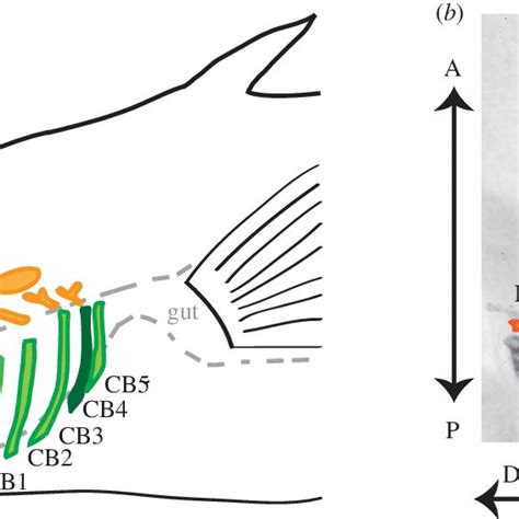 Anatomy of stickleback branchial bones. (a) Fish ingest food into the... | Download Scientific ...