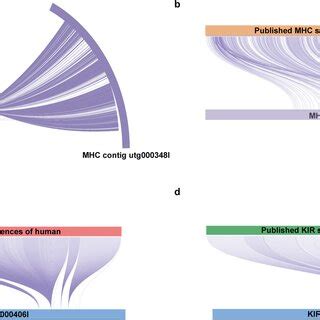 Linear representation of the cynomolgus and rhesus macaque MHC. The... | Download Scientific Diagram