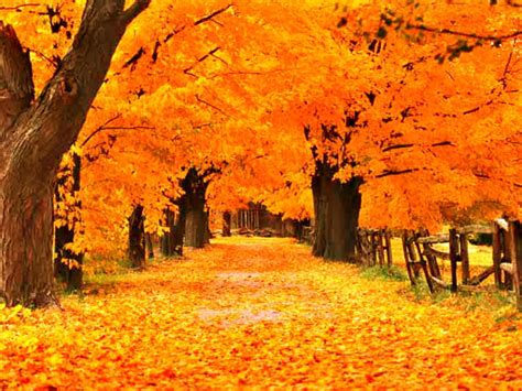 Free Autumn Screensavers Wallpaper - WallpaperSafari