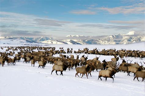 National Elk Refuge, Jackson, Wy #1 Photograph by Ted Wood - Fine Art ...