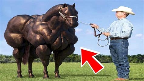 10 Animal Hybrids You Wont Believe Actually Exist - YouTube