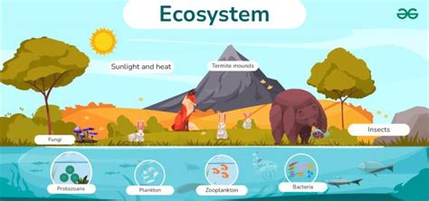 Simple Ecosystem Diagram With Explanations - GeeksforGeeks