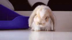 Passed Out Bunny GIF - PassedOut Sleepy Bunny - Discover & Share GIFs