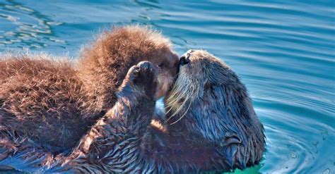 What’s a Baby Otter Called & 4 More Amazing Facts! - A-Z Animals