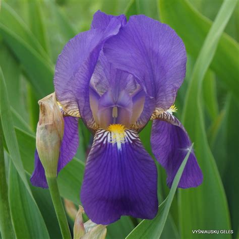 Iris croatica - daylily-phlox.eu