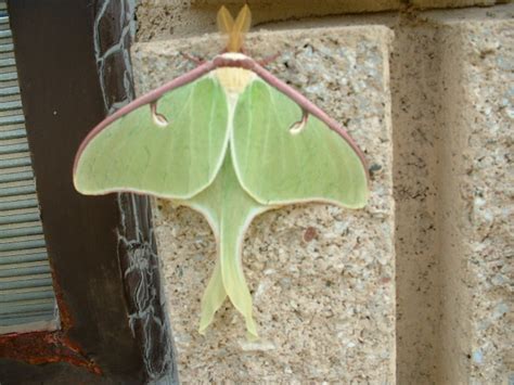 Some Interesting Facts About the Luna Moth in the U.S. - Owlcation