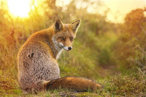 Red Fox Habitat