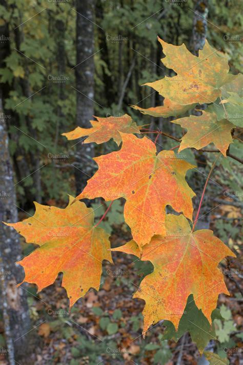 Sugar Maple Leaves in Early Fall | Nature Stock Photos ~ Creative Market