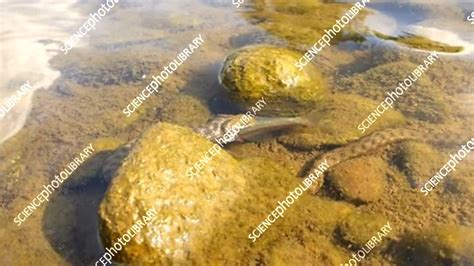 Water snake eating a fish - Stock Video Clip - K007/9585 - Science ...