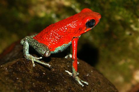 Granular poison frog - Wikipedia