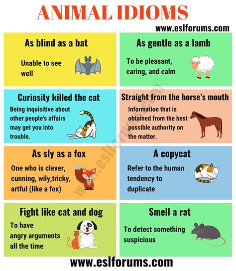 10 Animal Idioms & Phrases You Should Learn - ESL Forums | Idioms and phrases, English phrases ...