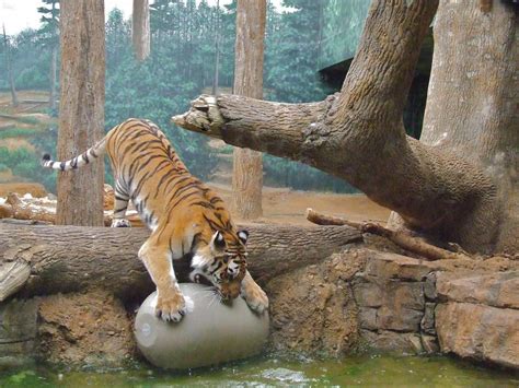 Tiger Attack!! by killercandy15 on DeviantArt