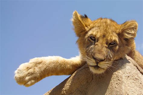 Lion Paws Stock Photos, Pictures & Royalty-Free Images - iStock