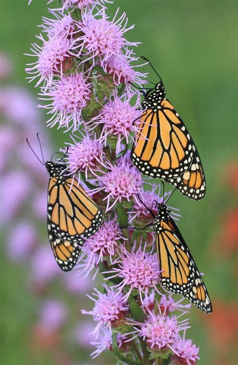 5 Native Plants Best for Attracting Butterflies to Your Backyard: An immersive guide by Bird ...