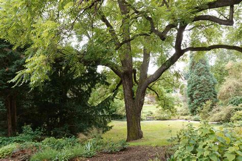 Black Walnut Tree: Benefits, Problems, and Identification