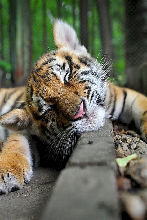 baby tiger sleeping on the road | Animals beautiful, Cute animals, Big cats