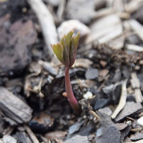 HOW TO GROW TREE PEONIES FROM SEED |The Garden of Eaden